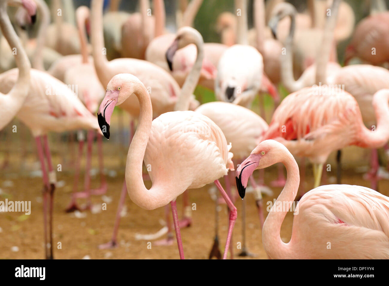Brasilien, Iguazú Nationalpark: Gruppe von Flamingos (Phoenicopteriformes) im Parque Das Aves Stockfoto