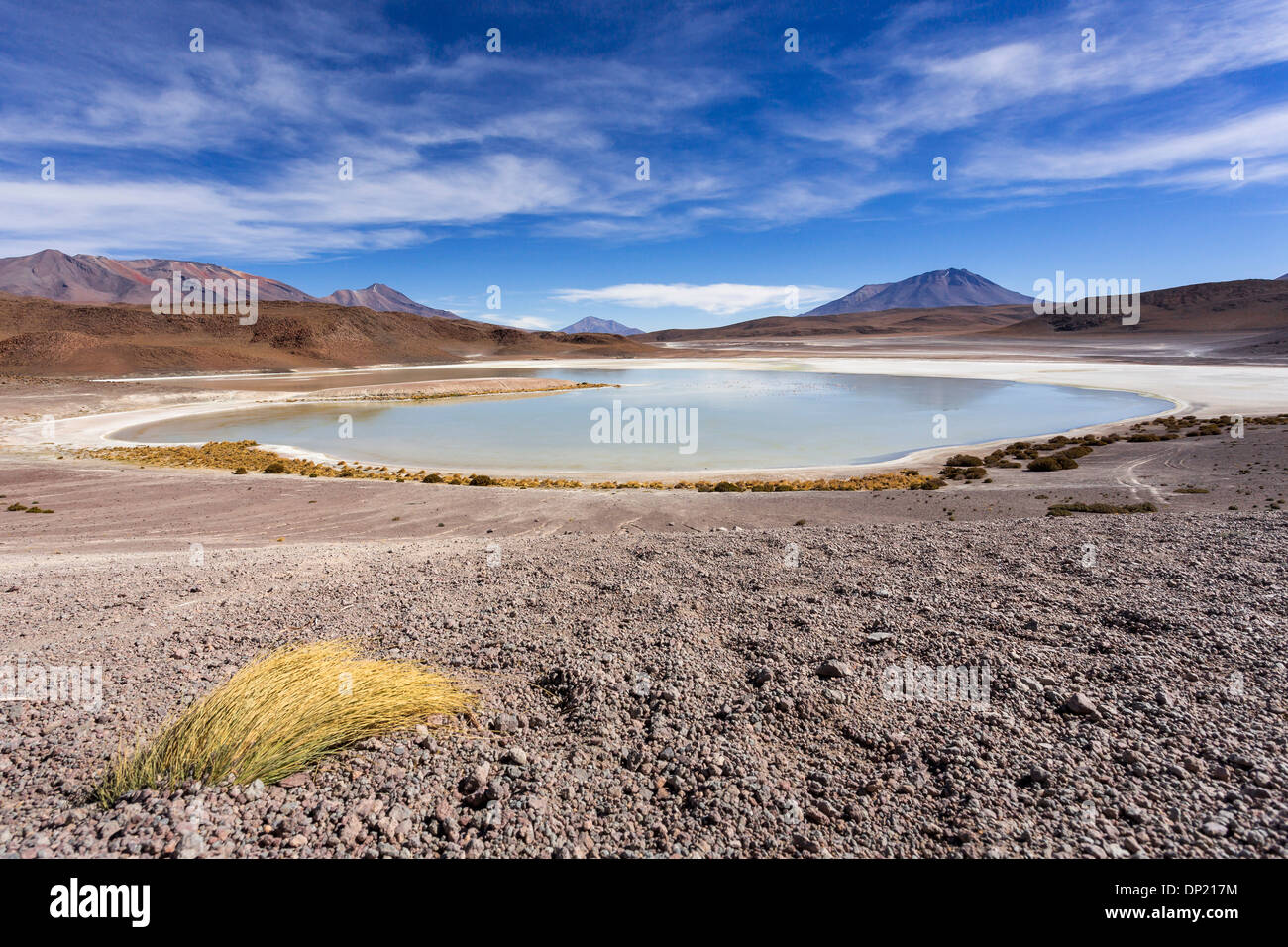 Der See Laguna Honda, Potosí Abteilung, Altiplano, Anden-Hochebene, Anden, Bolivien Stockfoto
