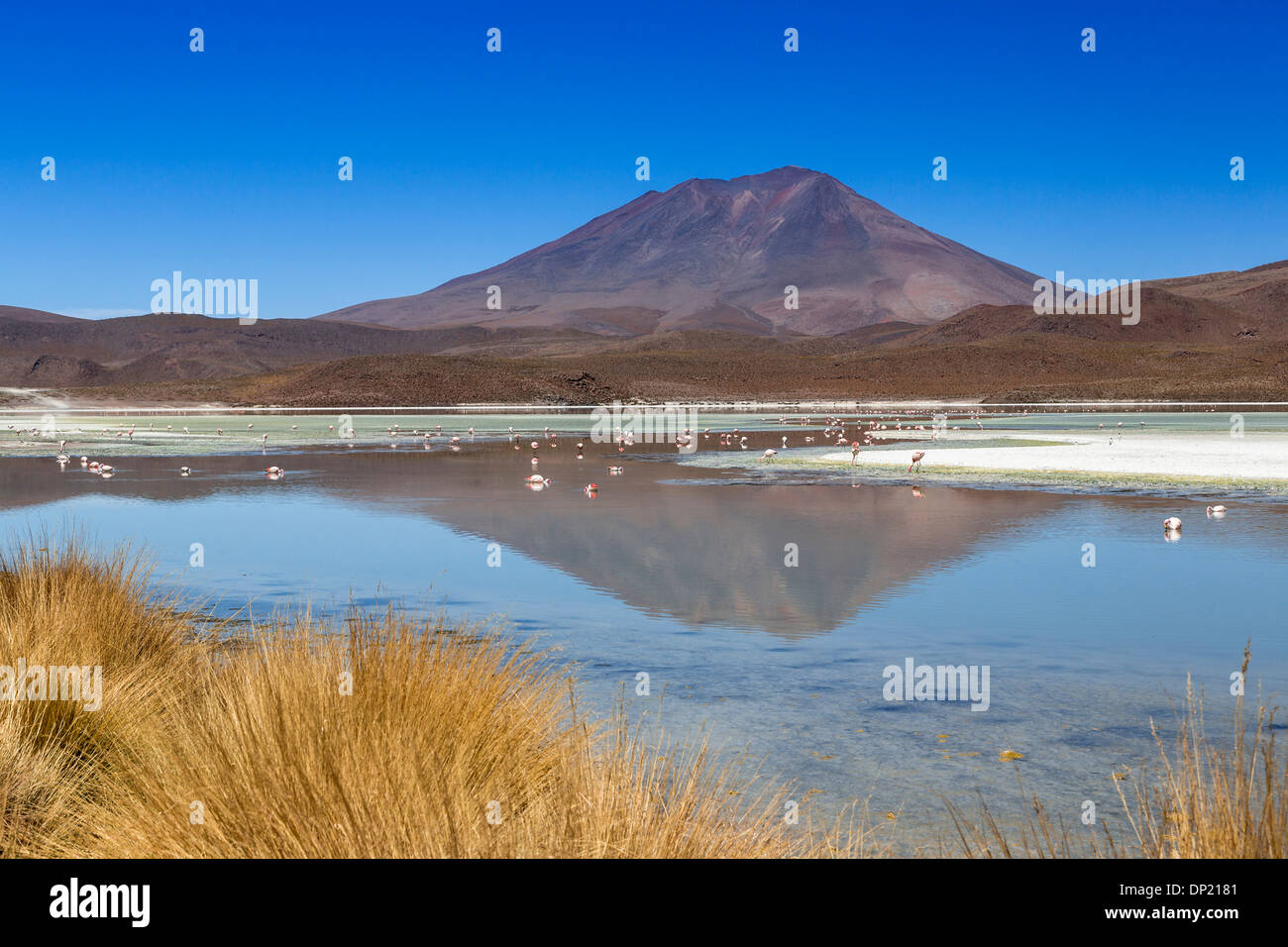 Der See Laguna Hedionda, Potosí Abteilung, Altiplano, Anden-Hochebene, Anden, Bolivien Stockfoto