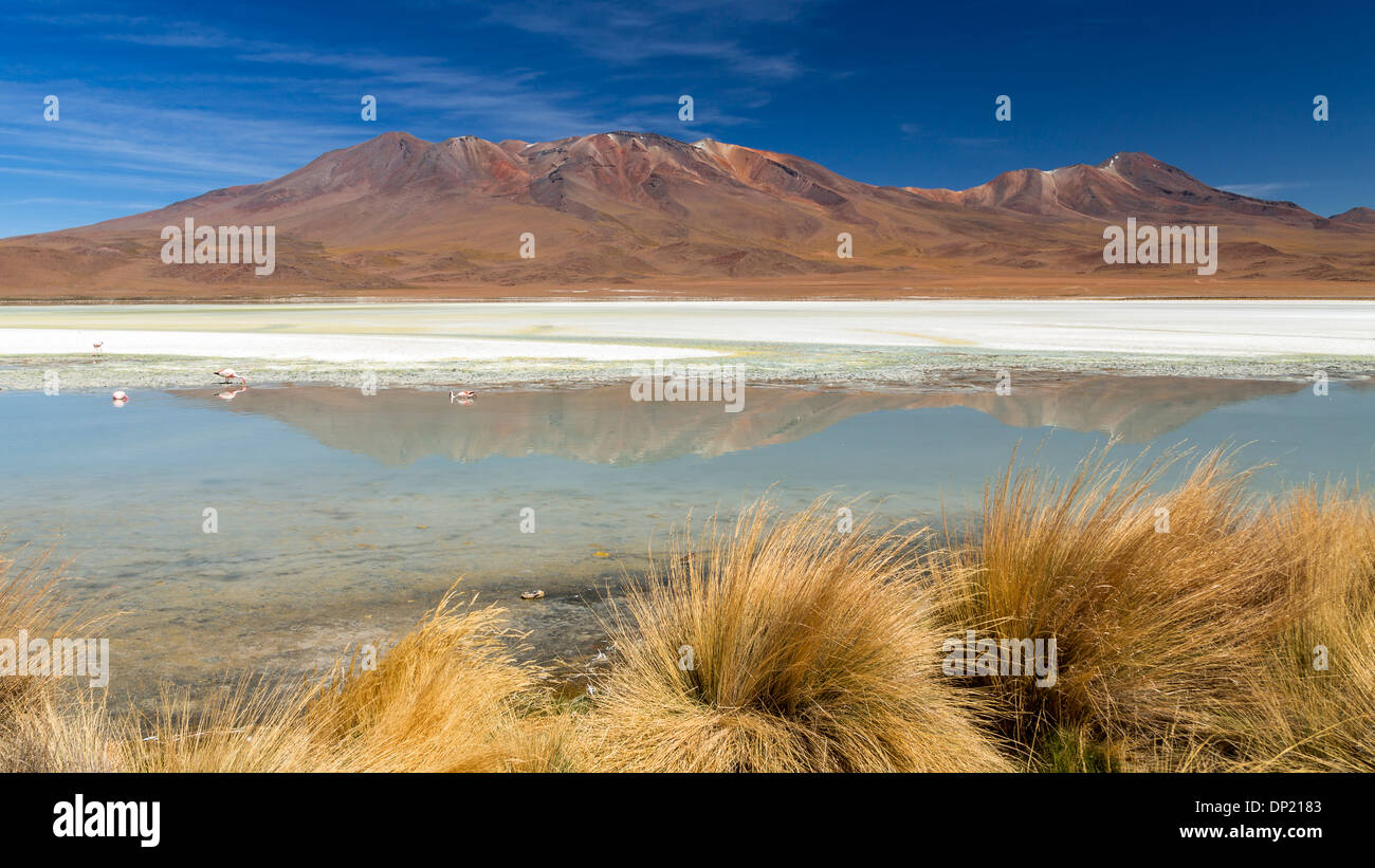 Der See Laguna Hedionda, Potosí Abteilung, Altiplano, Anden-Hochebene, Anden, Bolivien Stockfoto