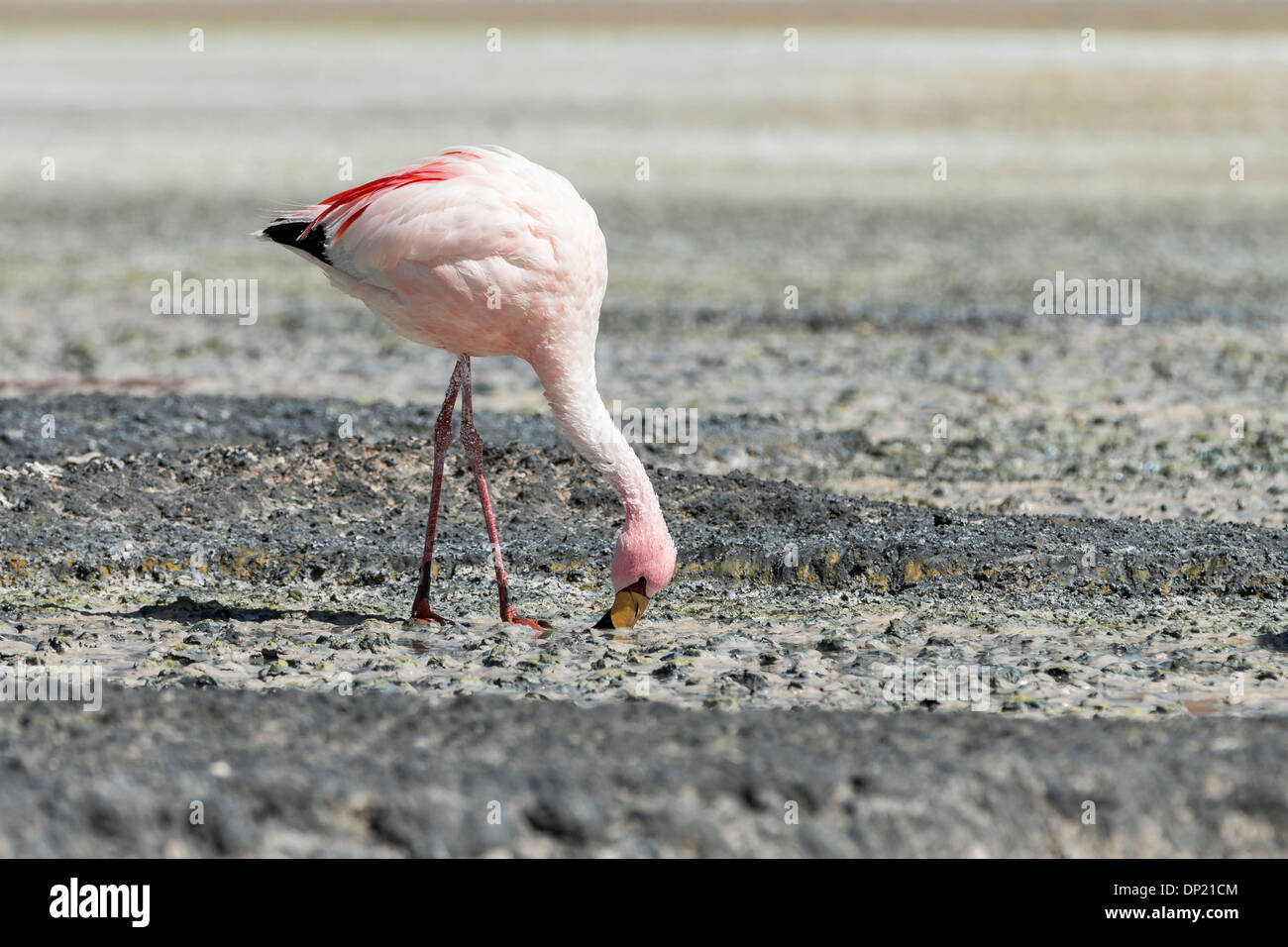 Anden Flamingo (Phoenicoparrus Andinus), Abteilung von Potosí, Bolivien Stockfoto
