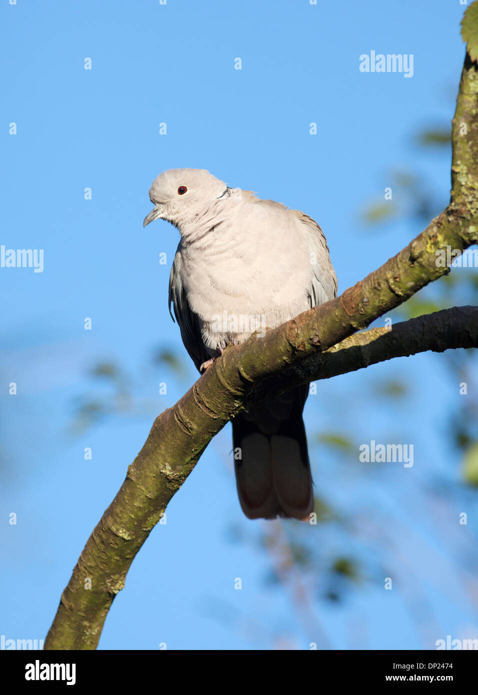 Europäische Collared Dove thront in einem Baum. Stockfoto
