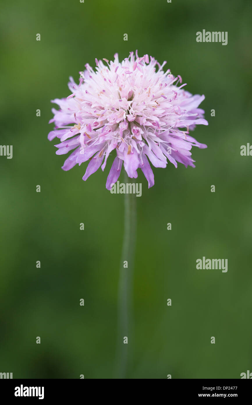 Witwenblume Feldblume mit geringen Schärfentiefe. Stockfoto