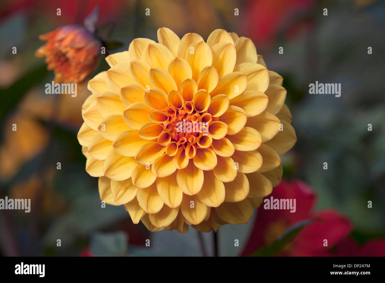 Orange Dahlia Einzelblüte mit geringen Schärfentiefe. Stockfoto