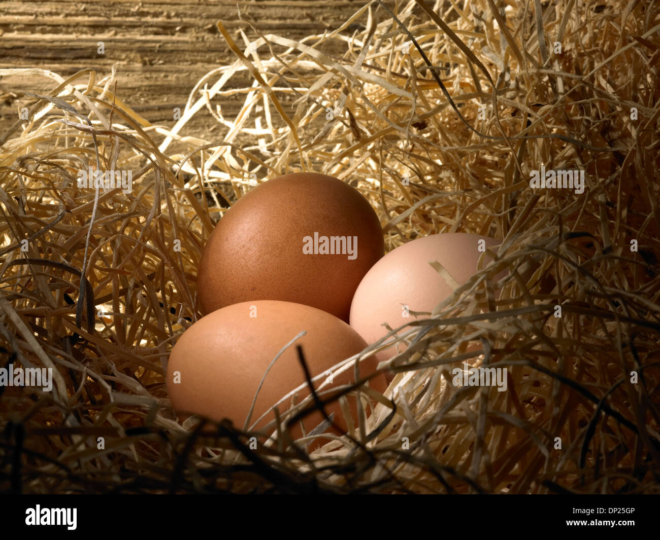 drei Eiern in einem nest Stockfoto