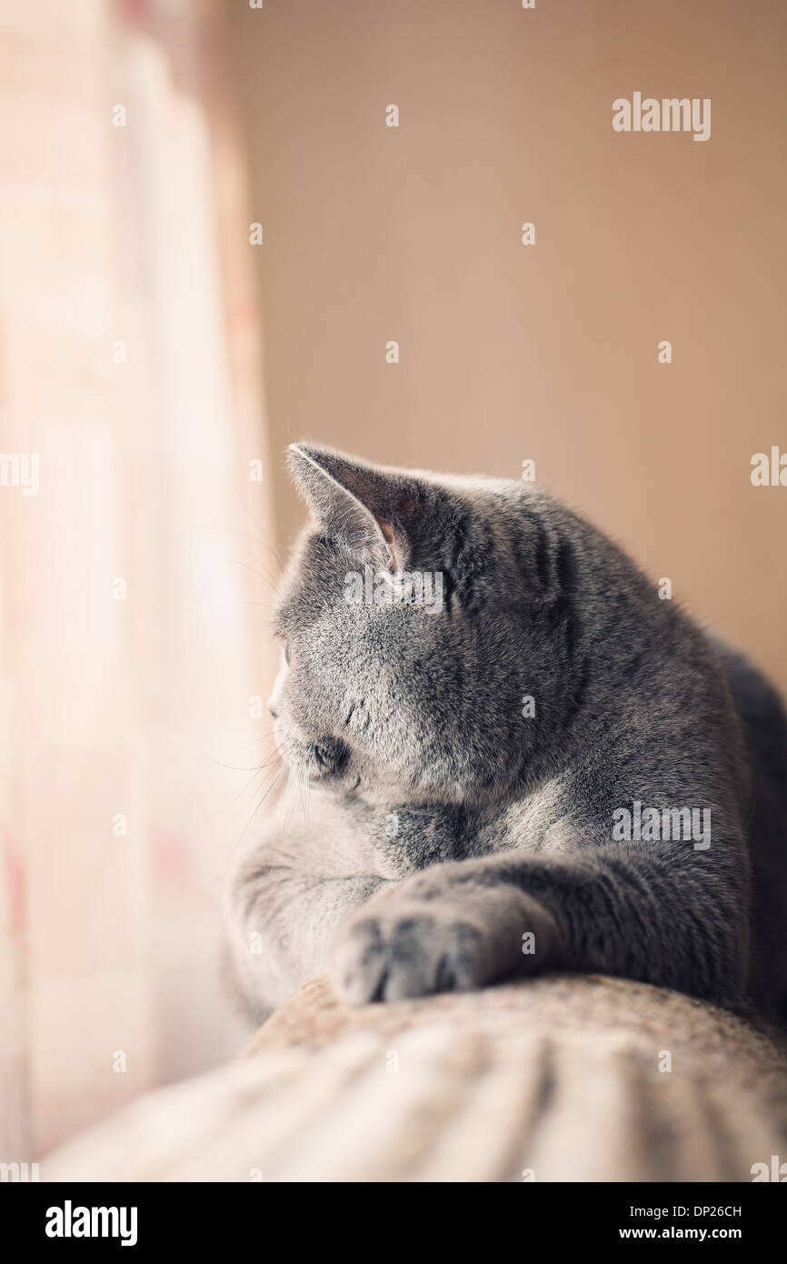 Britische graue Katze liegend im Fenster hautnah Stockfoto