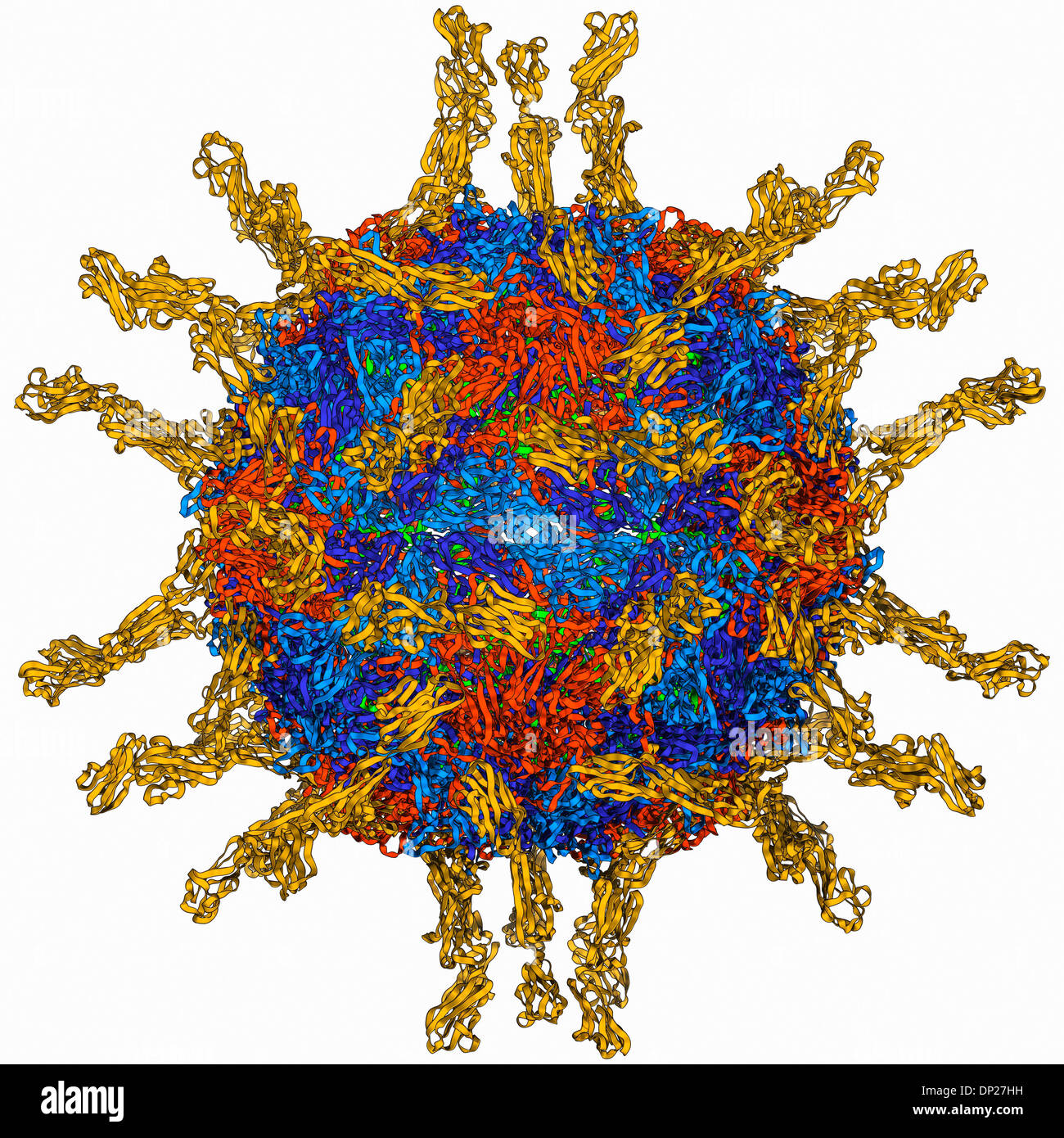 Menschlichen Polioviren, Molekülmodell Stockfoto