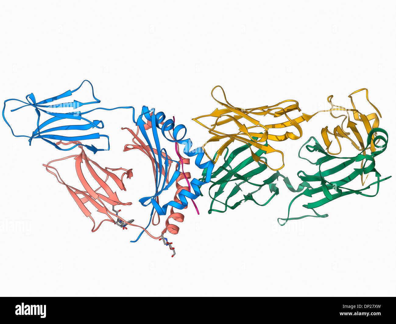 T-Zell-Rezeptor Antigen Komplex Stockfoto