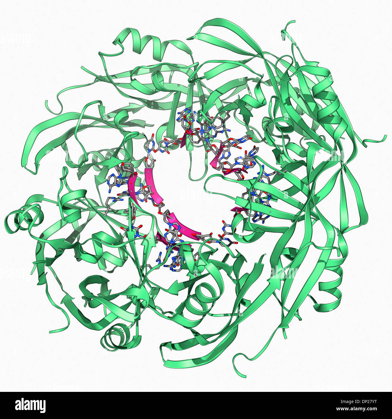 Ebola-Matrix-Protein-Molekül Stockfoto