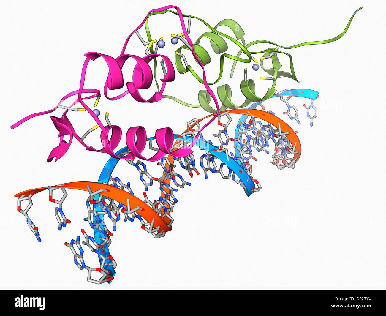 Östrogen-Rezeptor an DNA gebunden Stockfoto