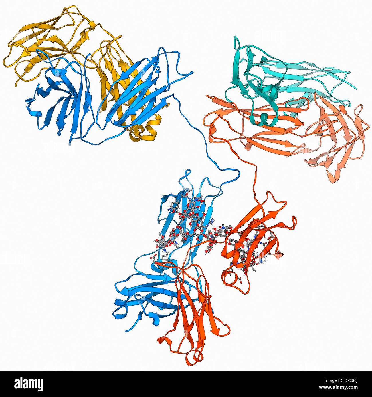 Immunglobulin GAntikörperMolekül Stockfotografie Alamy