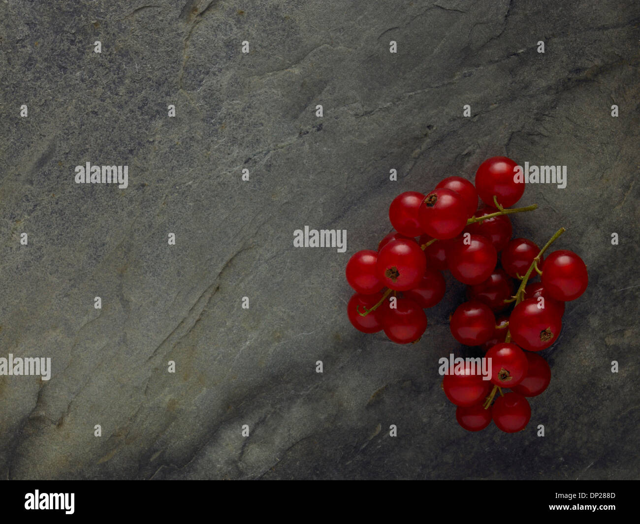 Johannisbeer Johannisbeeren Stockfoto