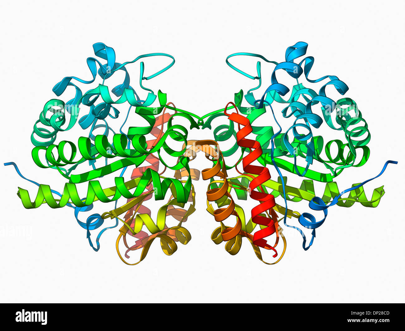 Uroporphyrinogen iii decarboxylase Fotos und Bildmaterial in hoher