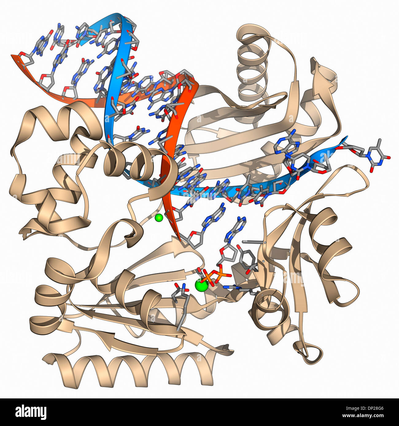 DNA-Polymerase IV mit DNA Stockfoto