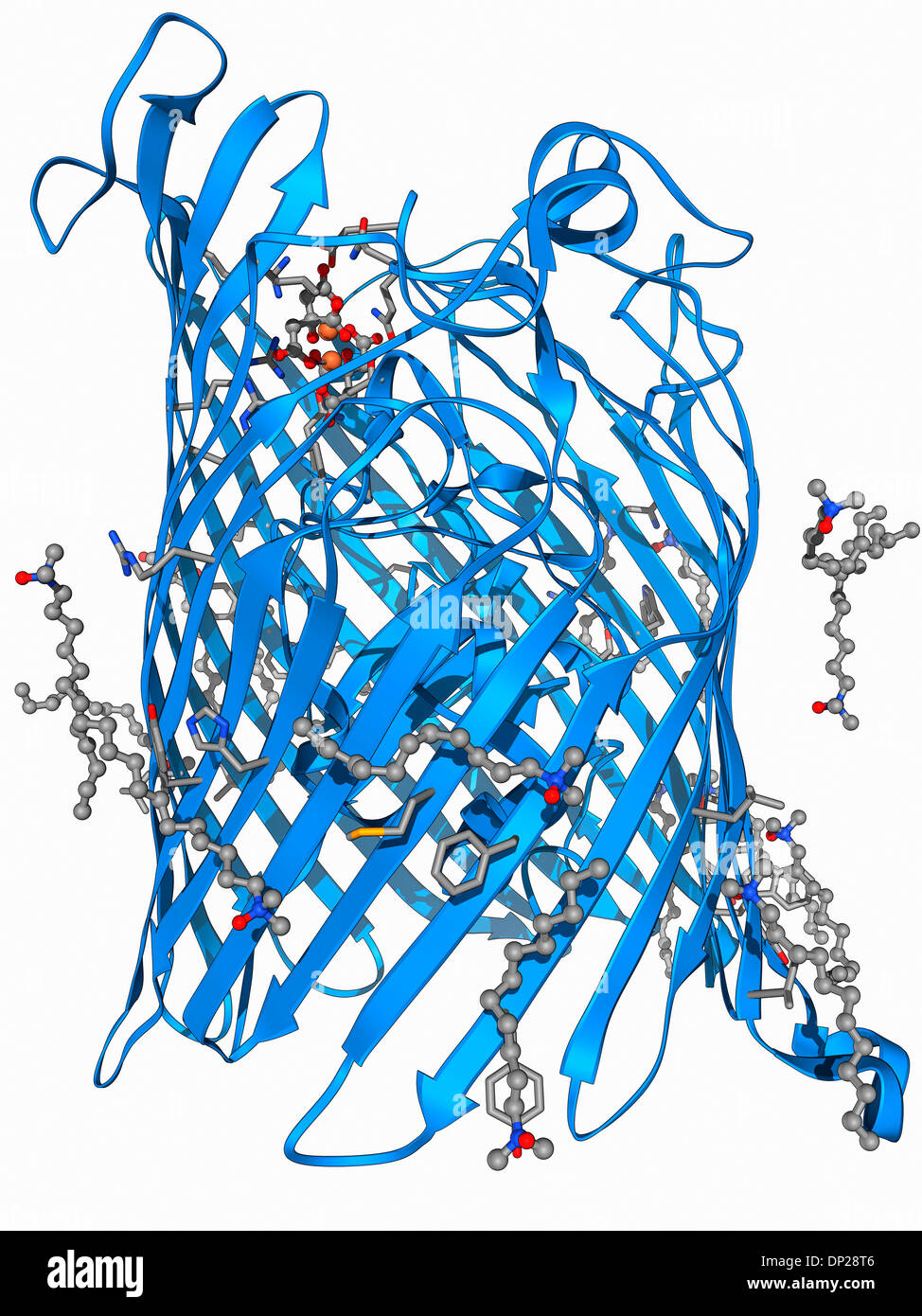 Äußere Membran-Rezeptor-Protein-Molekül Stockfoto