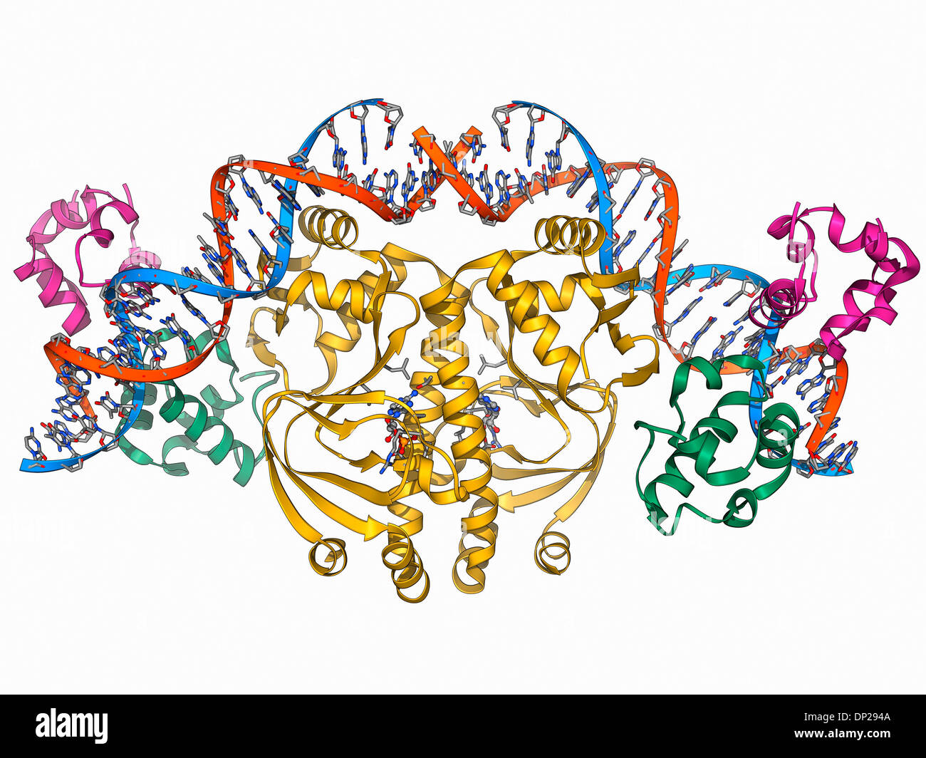 Gen-Aktivator-protein Stockfoto