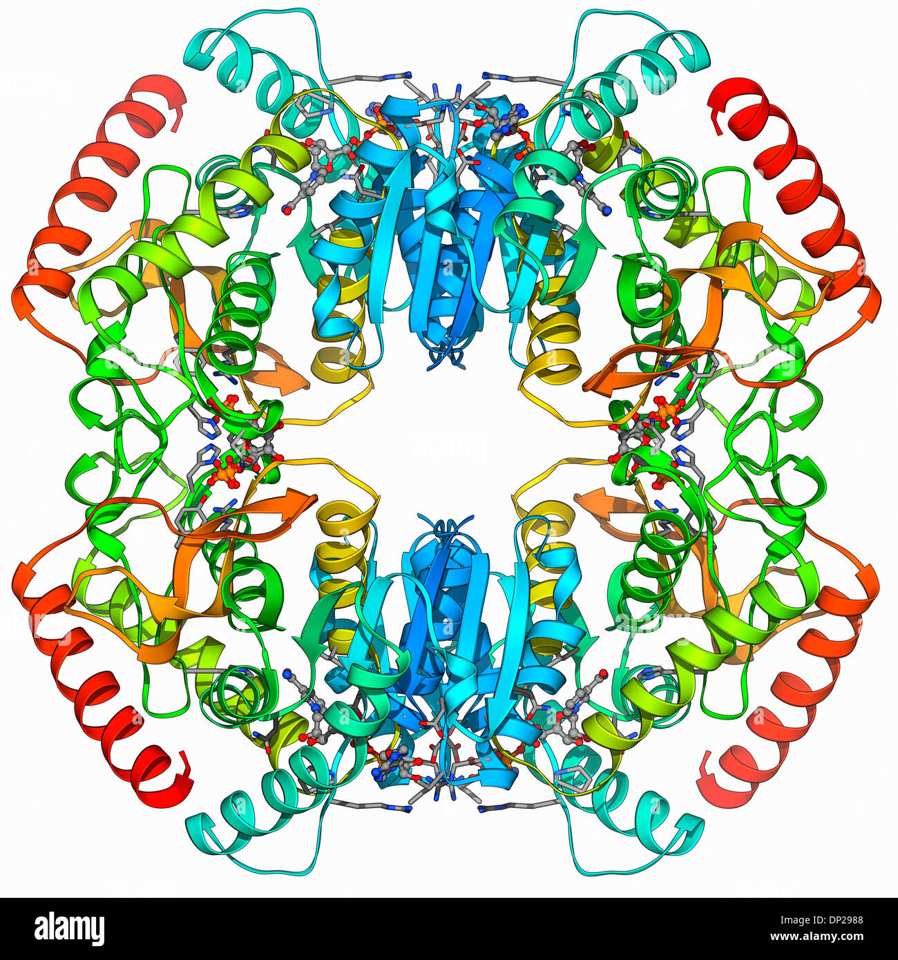 Laktat-Dehydrogenase-Enzym-Molekül Stockfoto