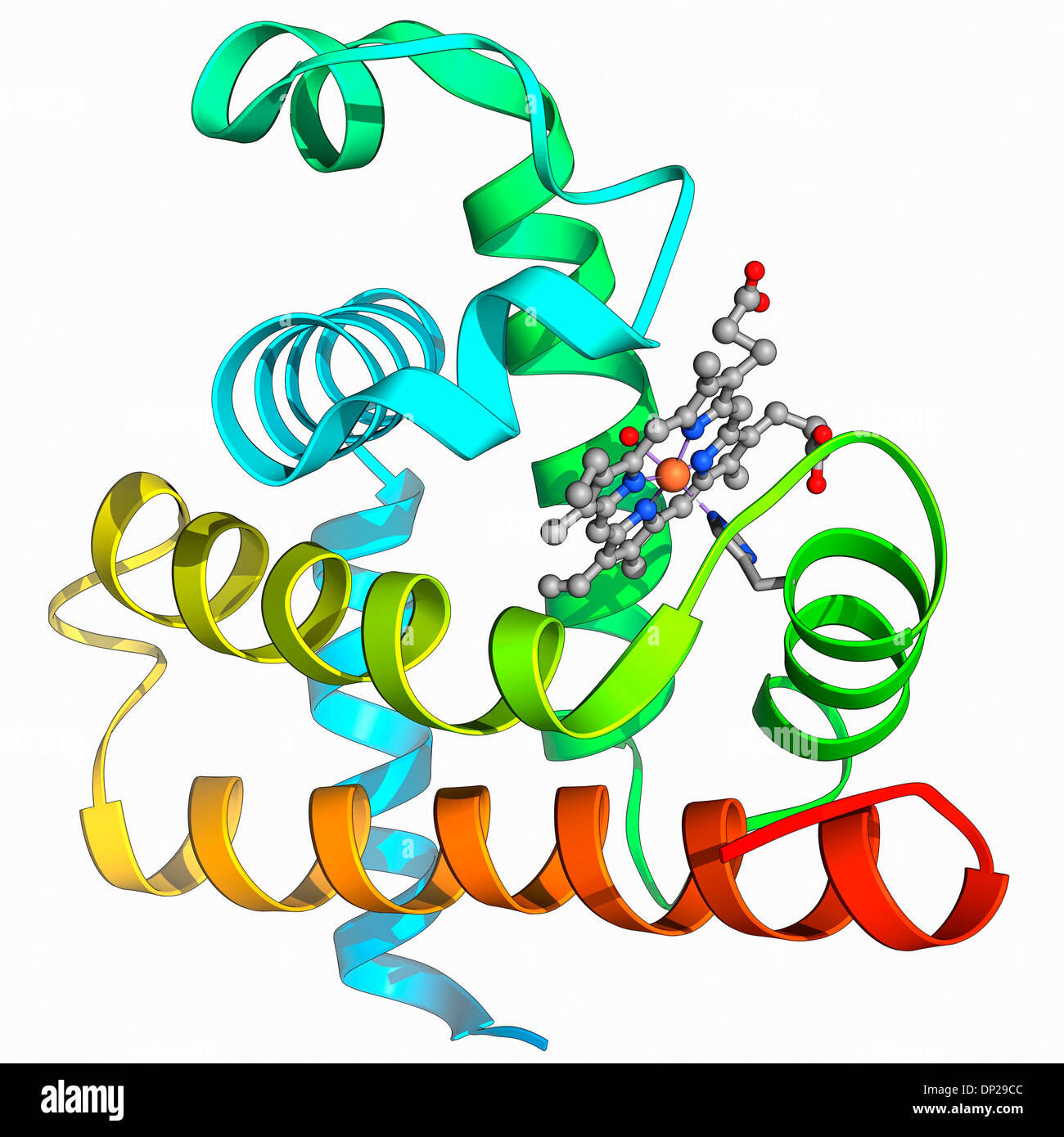 Protein Myoglobin Stockfotos und bilder Kaufen Alamy