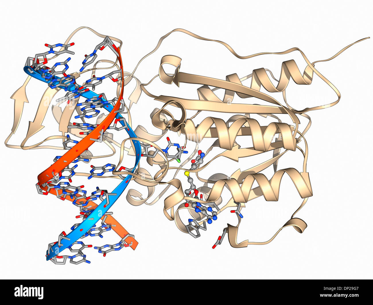 Methyltransferase und DNA Stockfoto