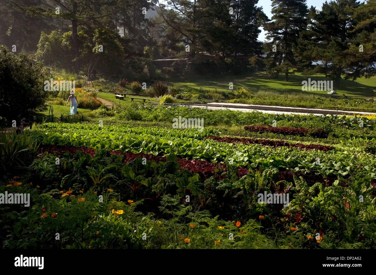 24. Mai 2006; Sacramento, Kalifornien, USA; Ein Besucher geht durch den Bio-Garten am Esalen Institute, Mittwoch, 24. Mai 2006. Obligatorische Credit: Foto von Lezlie Sterling/Sacramento Bee/ZUMA Press. (©) Copyright 2006 von Sacramento Bee Stockfoto