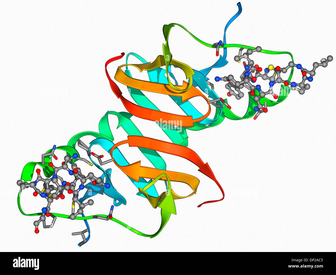 Oxytocin und Carrier protein Stockfoto