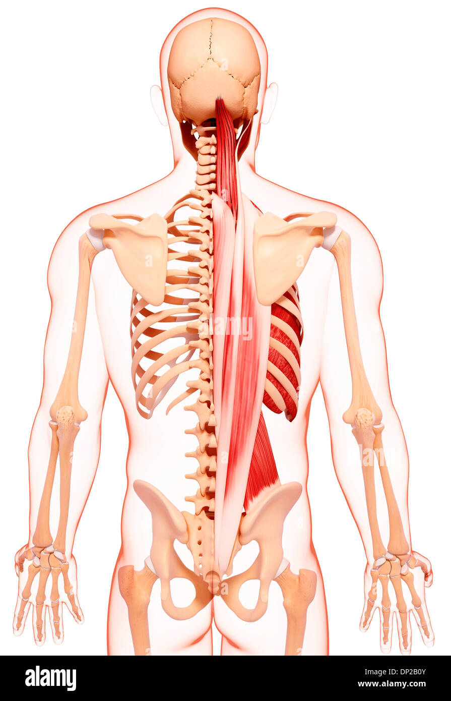 Menschliche Muskulatur, artwork Stockfoto