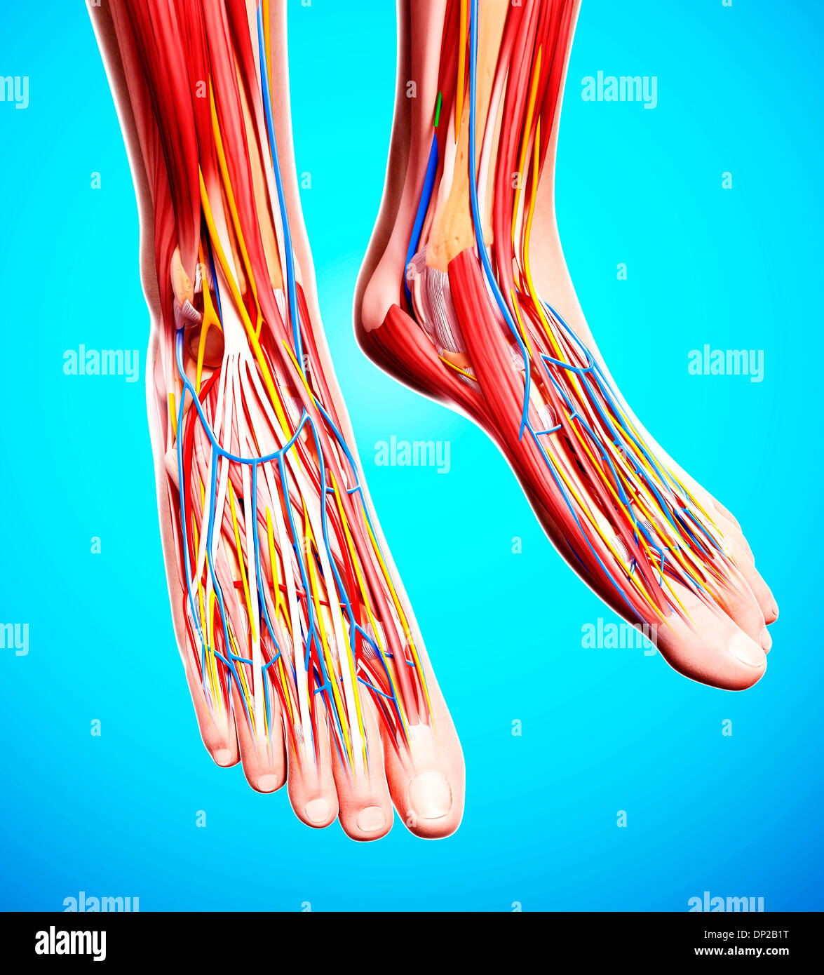 Anatomie des menschlichen Fußes, artwork Stockfotografie - Alamy