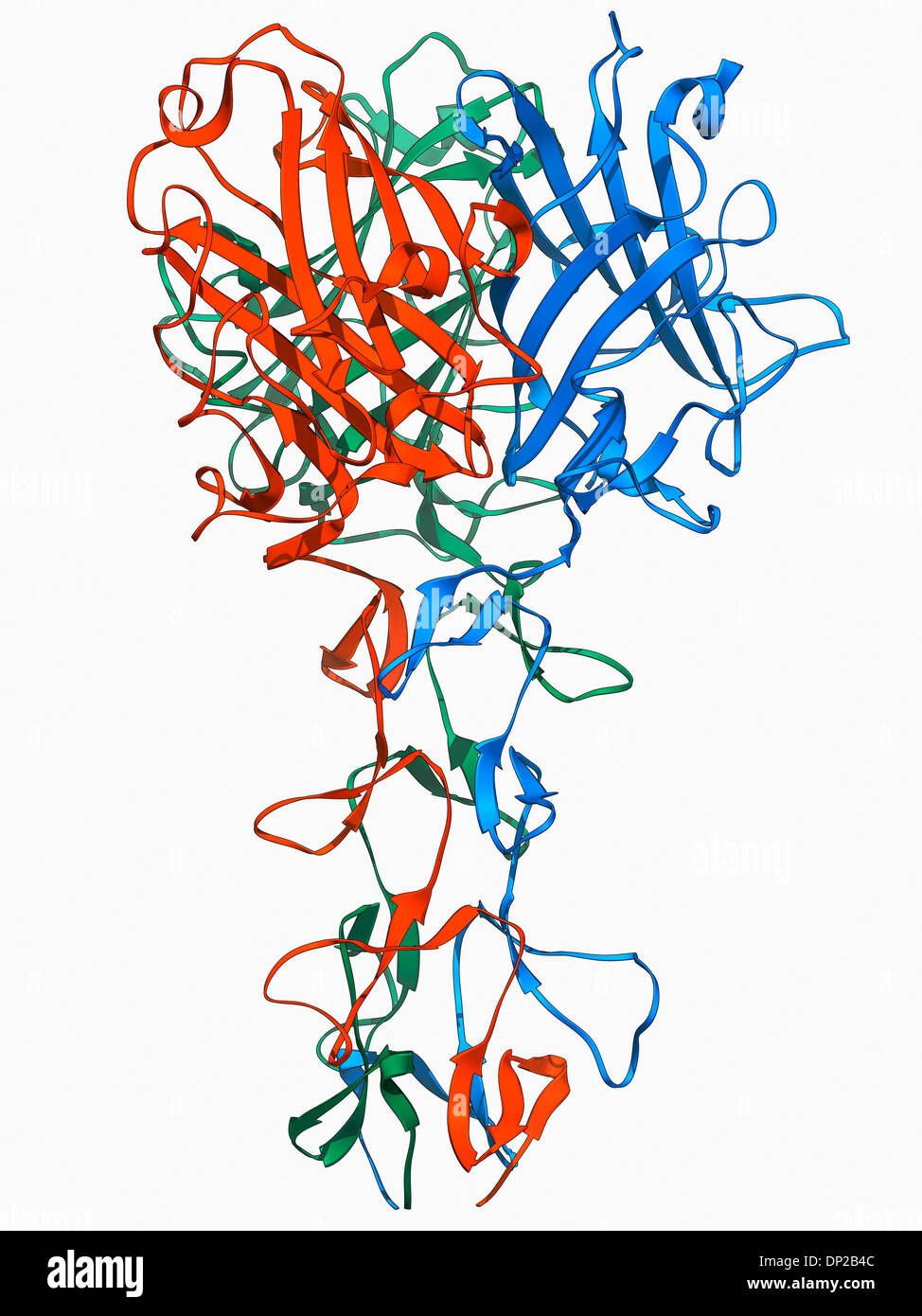 Adenovirus Faser Welle protein Stockfoto