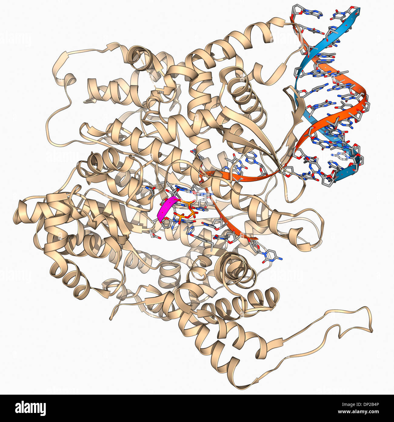 RNA-Polymerase-Molekül Stockfoto