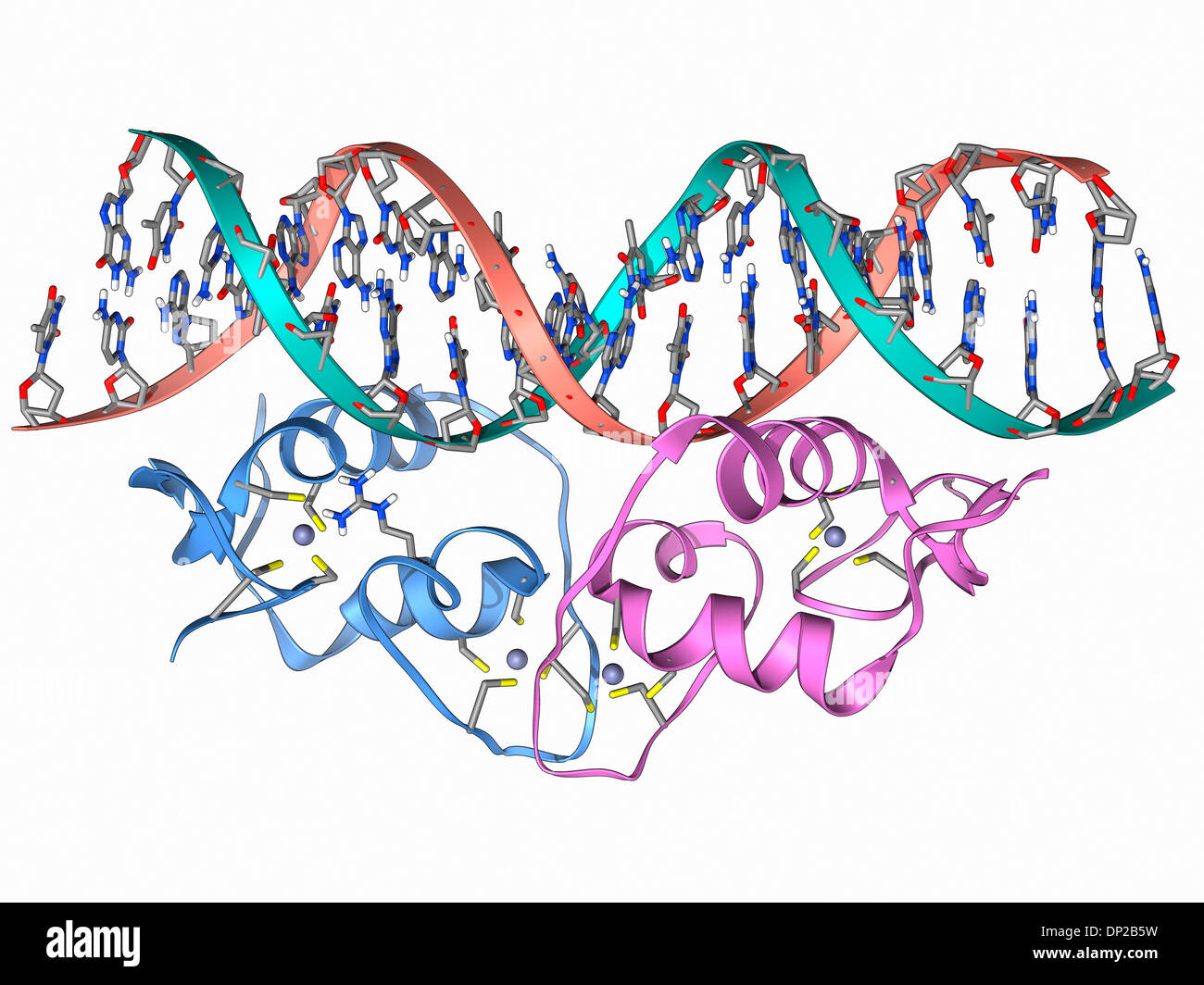 Transkriptionsfaktor und DNA-Molekül Stockfoto