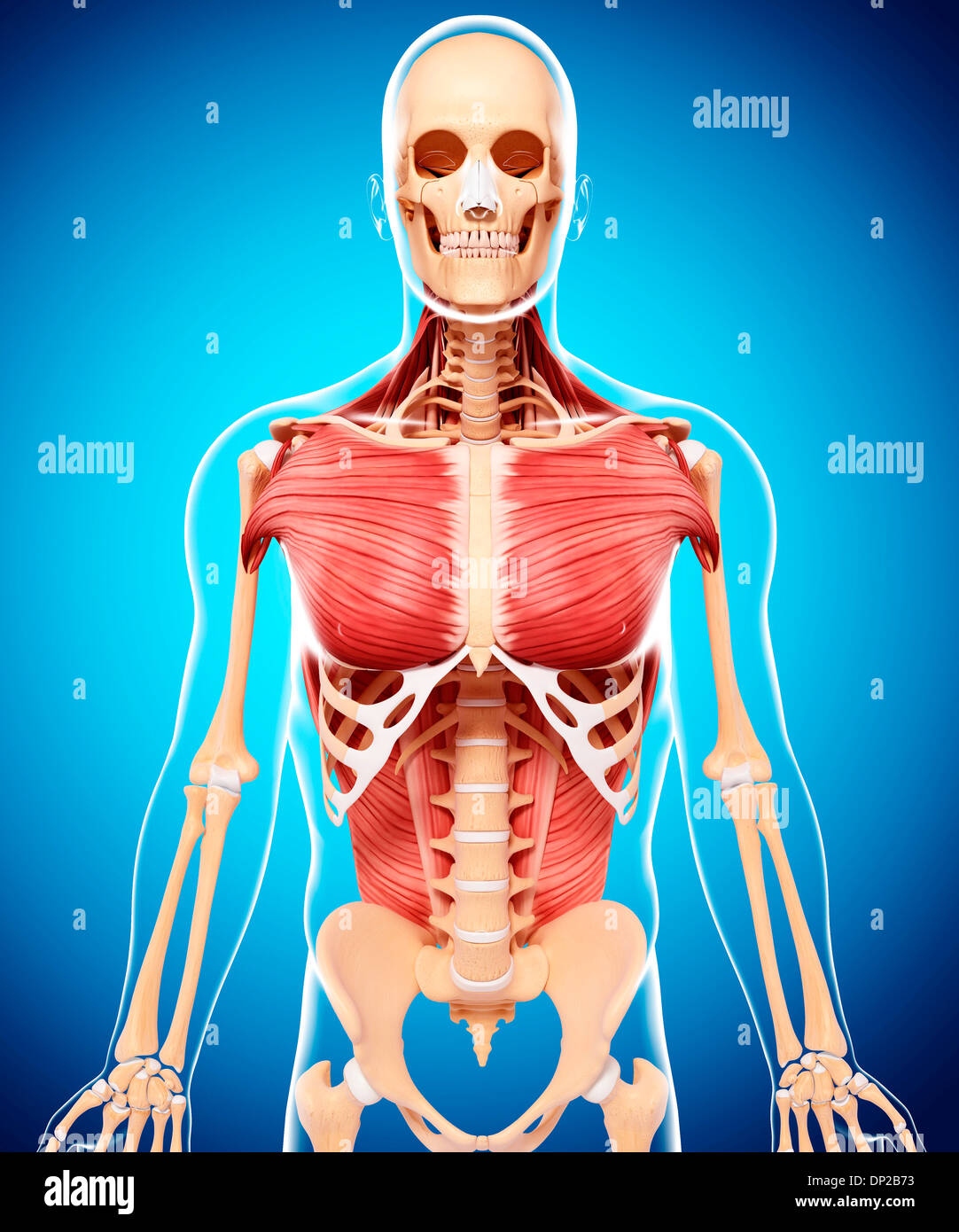 Menschliche Muskulatur, artwork Stockfotografie - Alamy