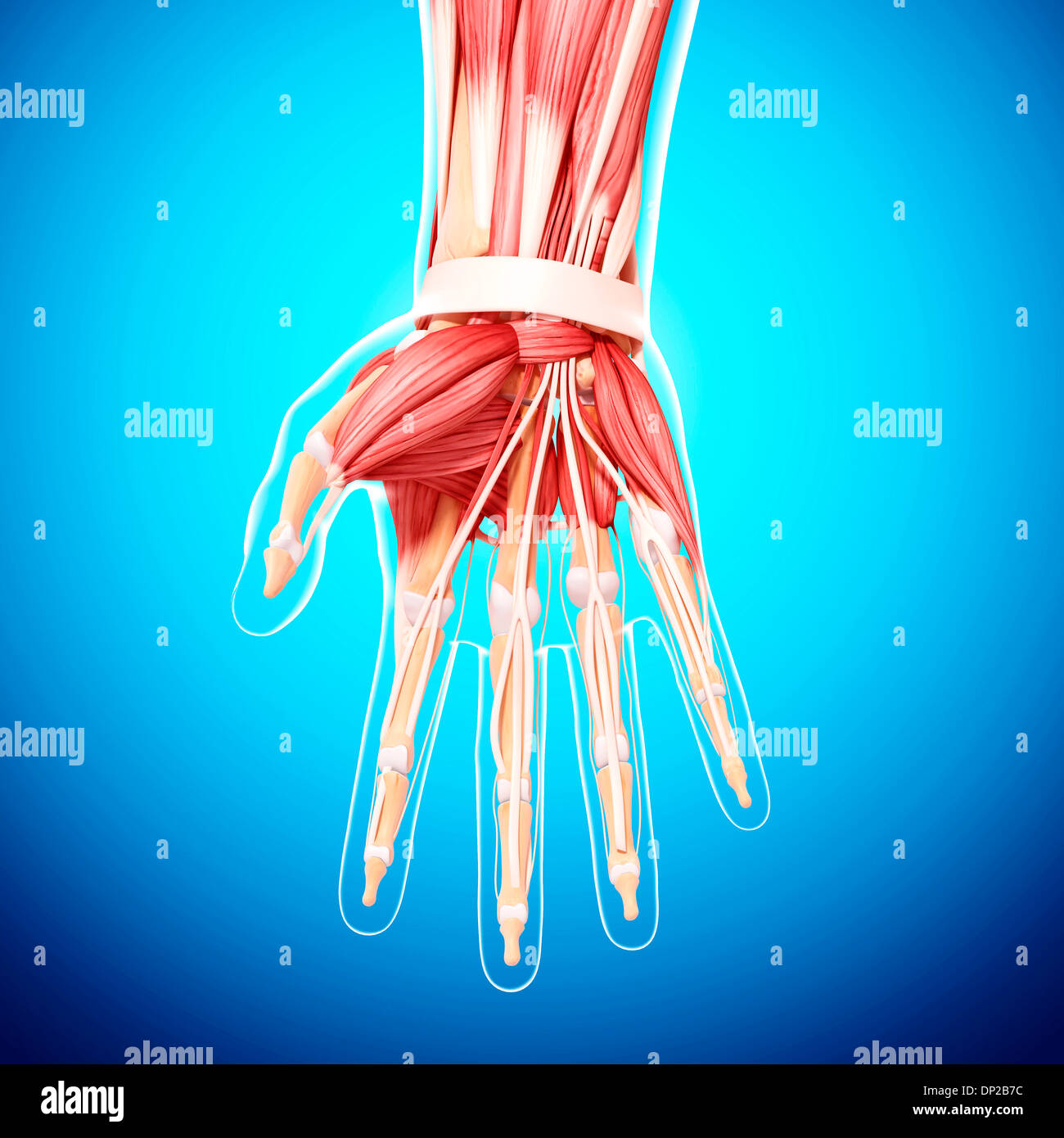 Menschliche Hand Muskulatur, artwork Stockfoto
