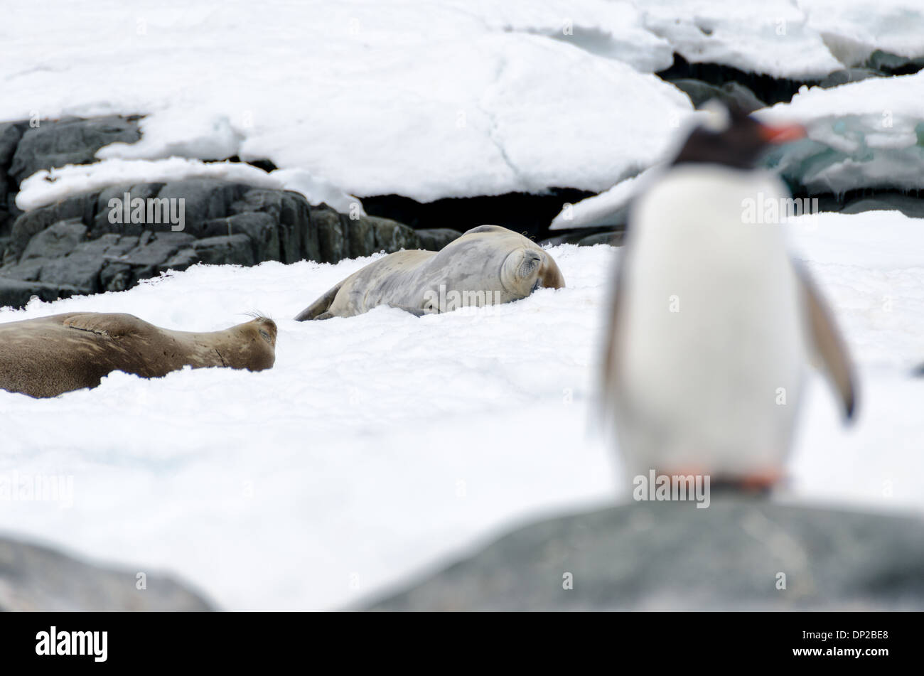 ZWEI HUMMOCK-INSELN, Antarktis – Ein Gentoo-Pinguin (Pygoscelis papua) steht wachsam auf einem Felsen im Vordergrund, während zwei Weddell-Seehunde (Leptonychotes weddellii) auf dem Eis im Hintergrund auf zwei Hummock Island, auf der westlichen Seite der Antarktischen Halbinsel, ruhen. Diese Szene zeigt die vielfältige Tierwelt und Lebensräume der antarktischen Küstenumgebung. Stockfoto
