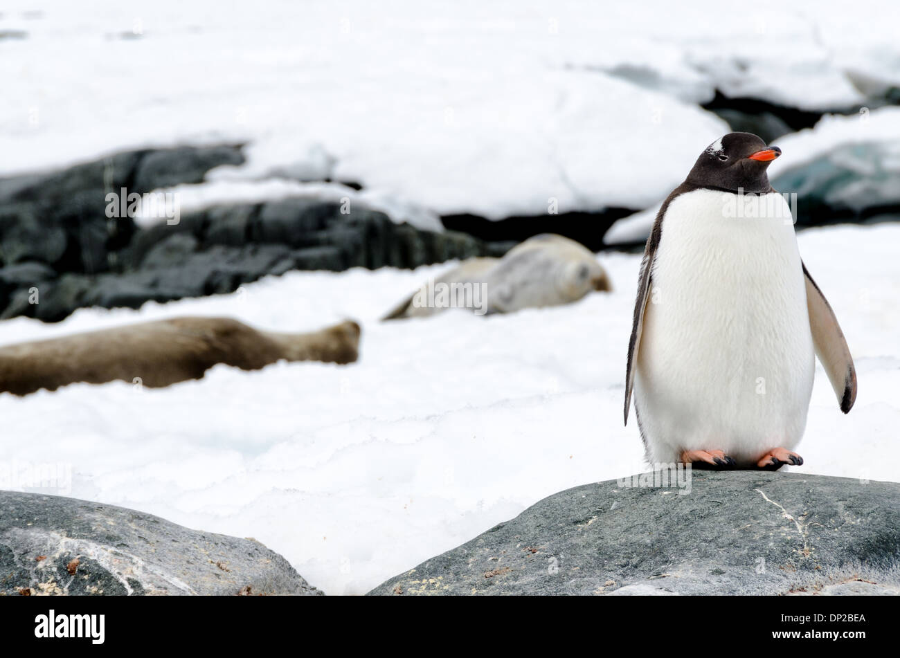 ZWEI HUMMOCK-INSELN, Antarktis – Ein Gentoo-Pinguin (Pygoscelis papua) steht wachsam auf einem Felsen im Vordergrund, während zwei Weddell-Seehunde (Leptonychotes weddellii) auf dem Eis im Hintergrund auf zwei Hummock Island, auf der westlichen Seite der Antarktischen Halbinsel, ruhen. Diese Szene zeigt die vielfältige Tierwelt und Lebensräume der antarktischen Küstenumgebung. Stockfoto