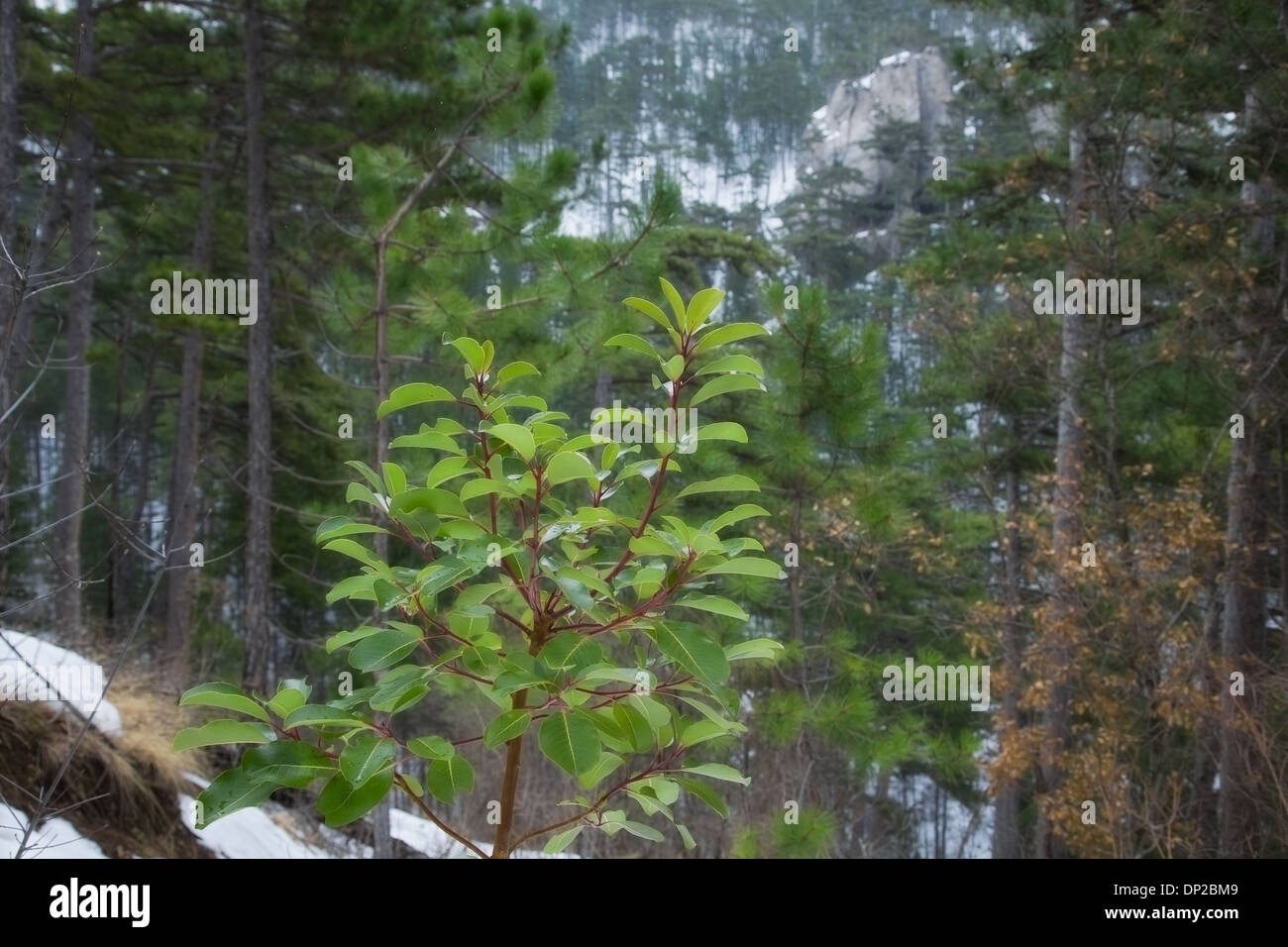 immergrüner Baum im Winterwald Stockfoto