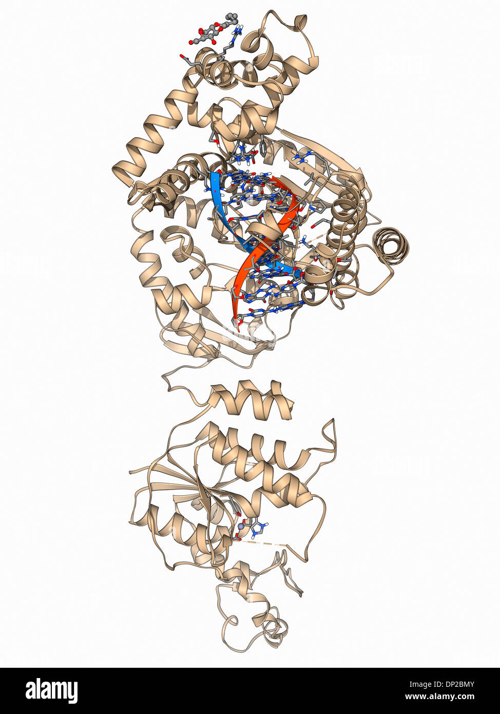 DNA-Polymerase mit DNA Stockfoto