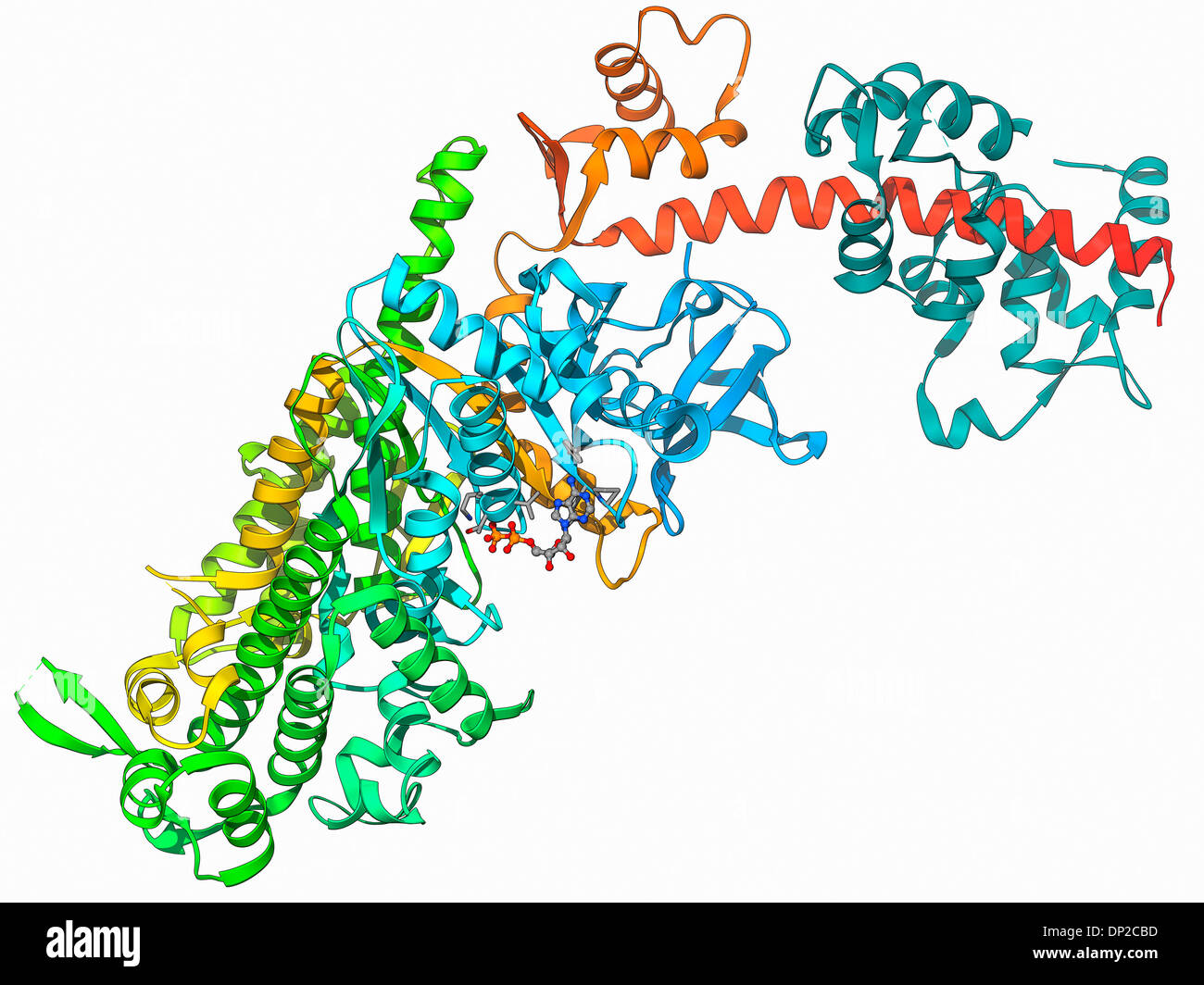 Molekulare motor protein Stockfoto