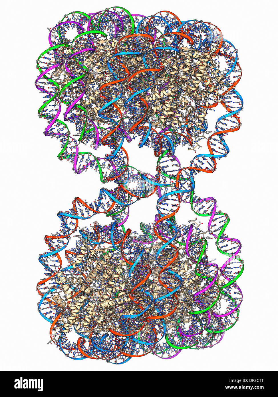 DNA-Tetranucleosome, Molekülmodell Stockfoto