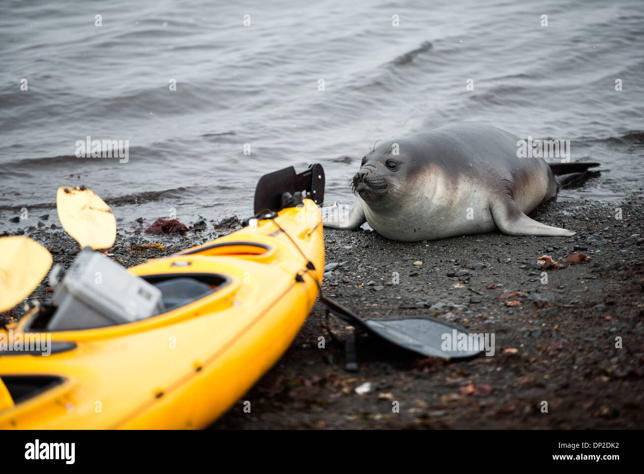 Antarktis - eine neugierige Südlichen Elephant seal Kalb untersucht ein Kajak am Strand auf Livingston Insel im South Shetland Inseln, Antarktis. Stockfoto