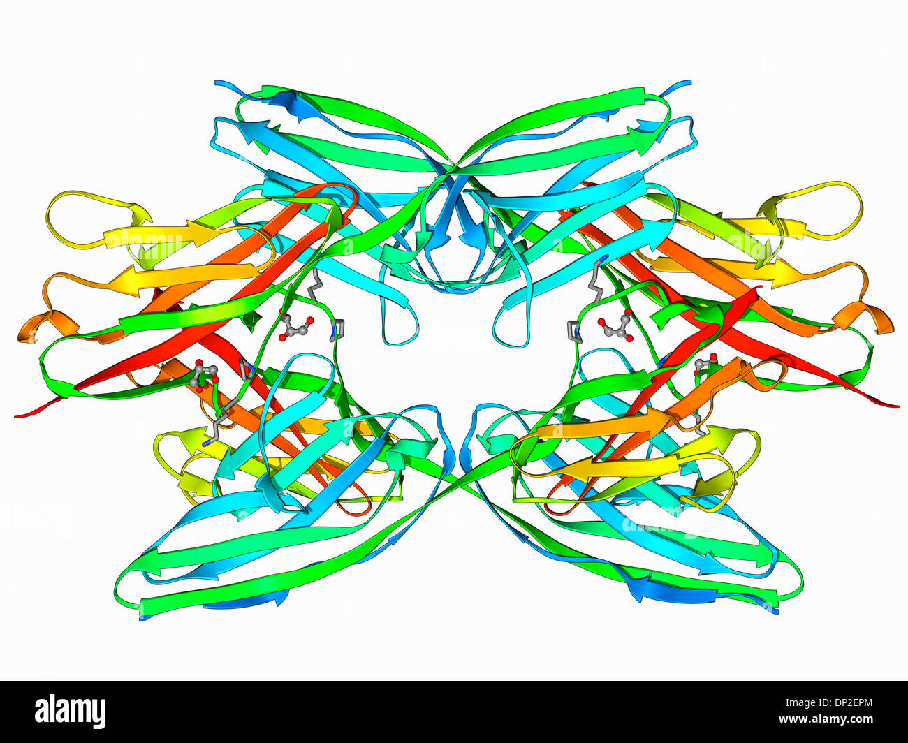 Titin-Muskel-Protein-Molekül Stockfoto