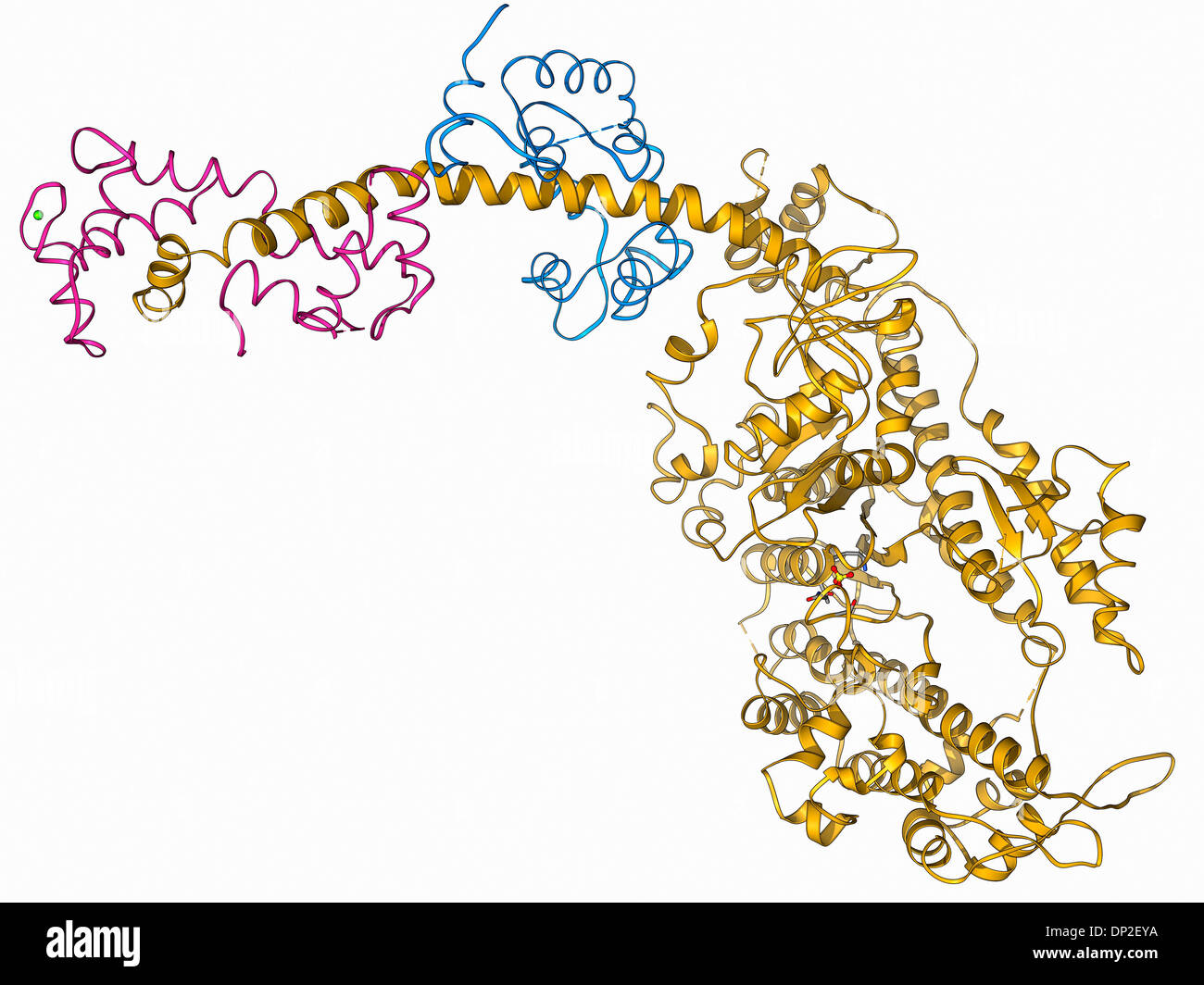 Molekulare motor protein Stockfoto