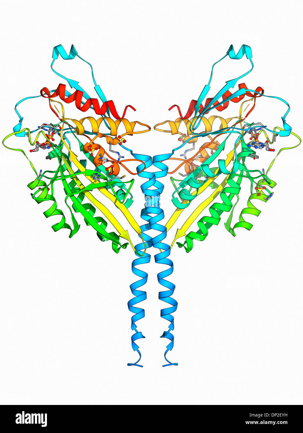 Kinesin motor protein Stockfoto