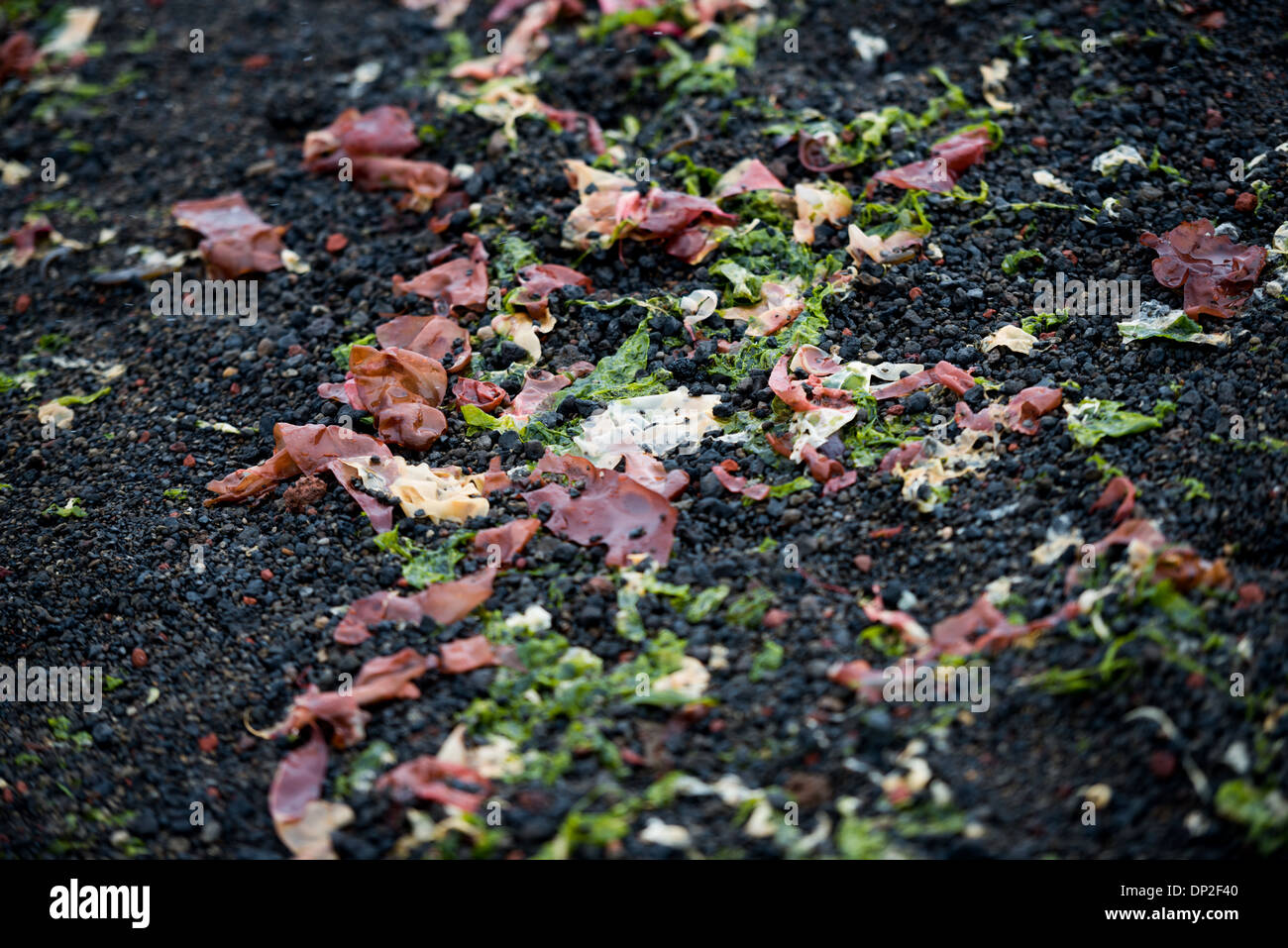 Algen, die an einem vulkanischen Strand in Whalers Bay, Deception Island, Antarktis, angespült wurden | DECEPTION ISLAND, Antarktis — Stränge von Algen liegen auf dem schwarzen vulkanischen Sand von Whalers Bay angespült, die vom Brandungswasser in Port Foster, der von der See überfluteten Caldera von Deception Island, angespült wurden. Die Bucht ist vom offenen Ozean nur durch Neptunes Bellows, eine etwa 1.640 Fuß (500 m) breite Lücke, zu erreichen, und die lokale geothermische Erwärmung in der Caldera — die entlang der Küste der nahe gelegenen Pendulum Cove rund 140 Grad Fahrenheit (60 Grad Celsius) erreicht — unterstützt ungewöhnliches Meeresleben entlang dieser Küsten. Stockfoto