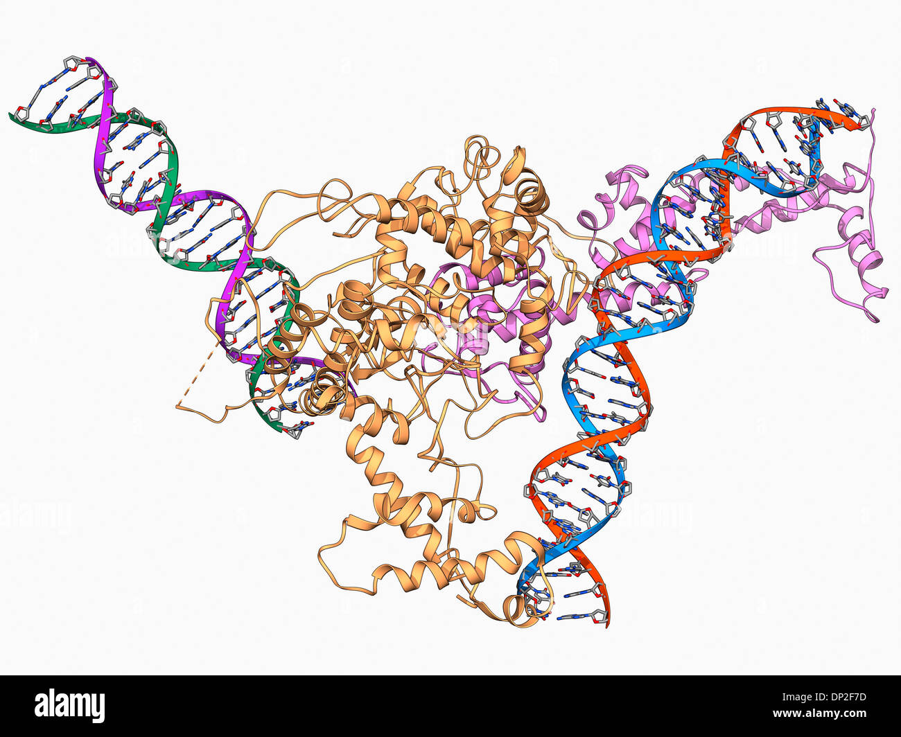 Chromatin Umbau Faktor und DNA Stockfoto