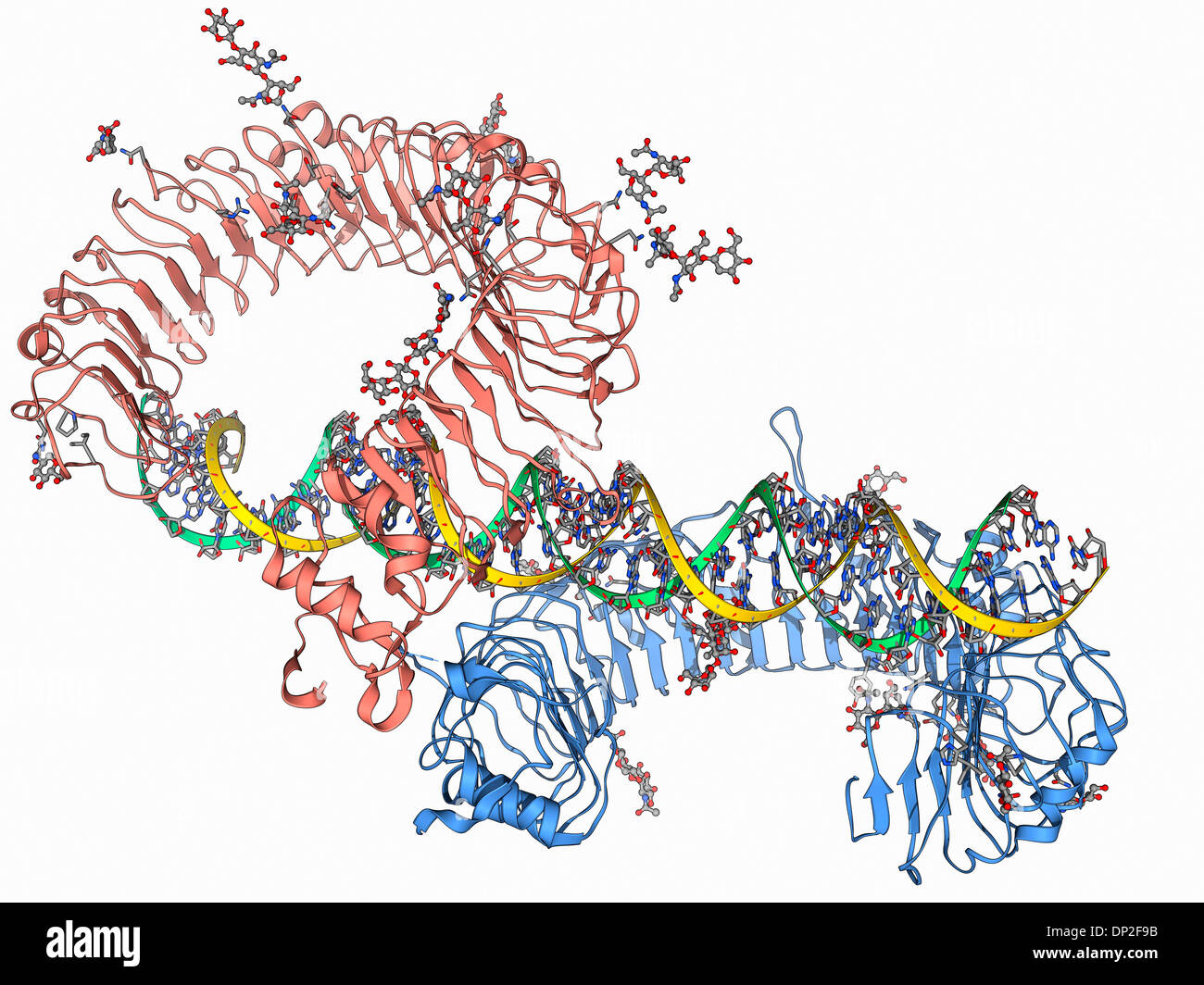 Toll-Like Rezeptor 3 und RNA Stockfoto