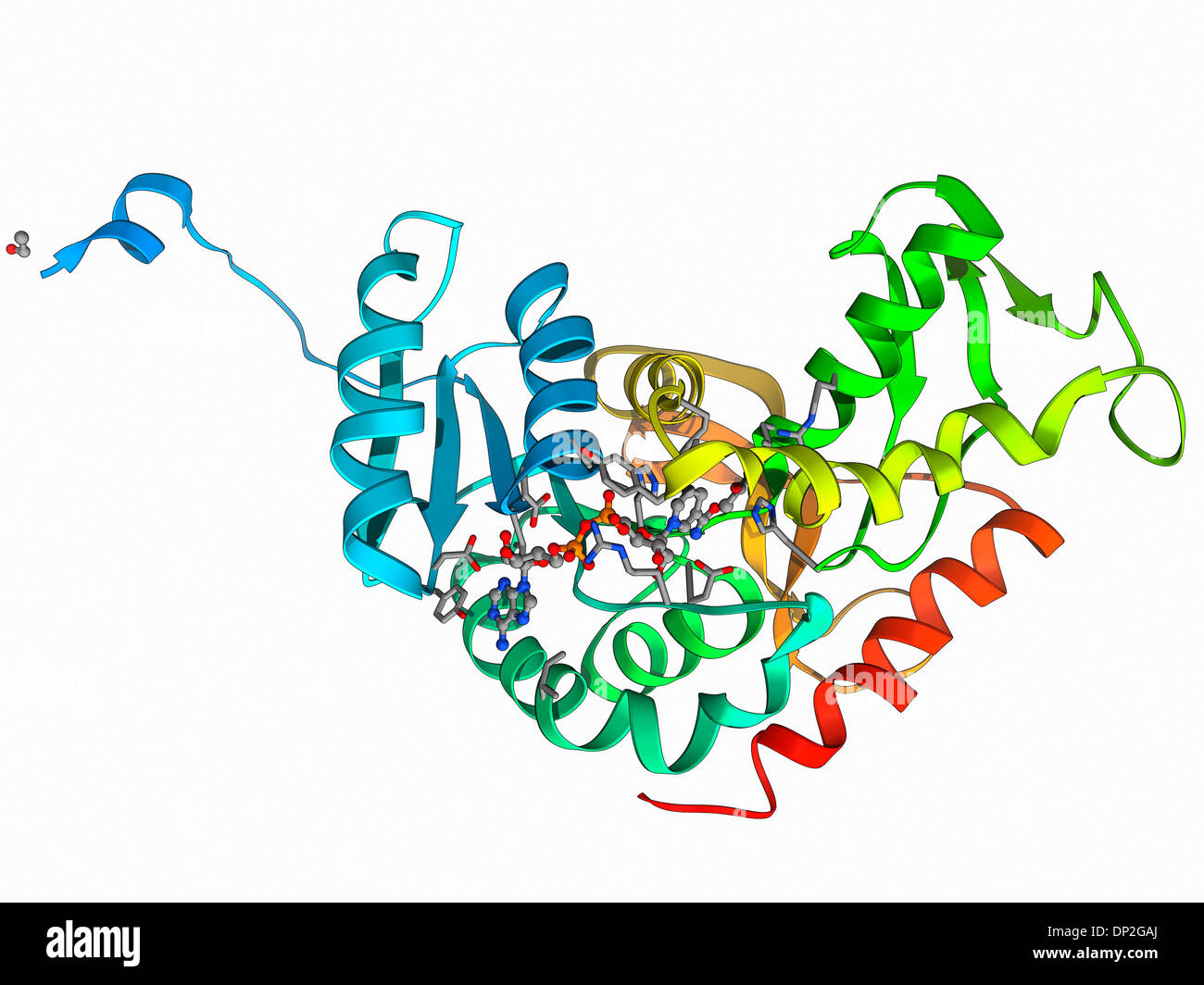 Laktat-Dehydrogenase-Enzym-Molekül Stockfoto
