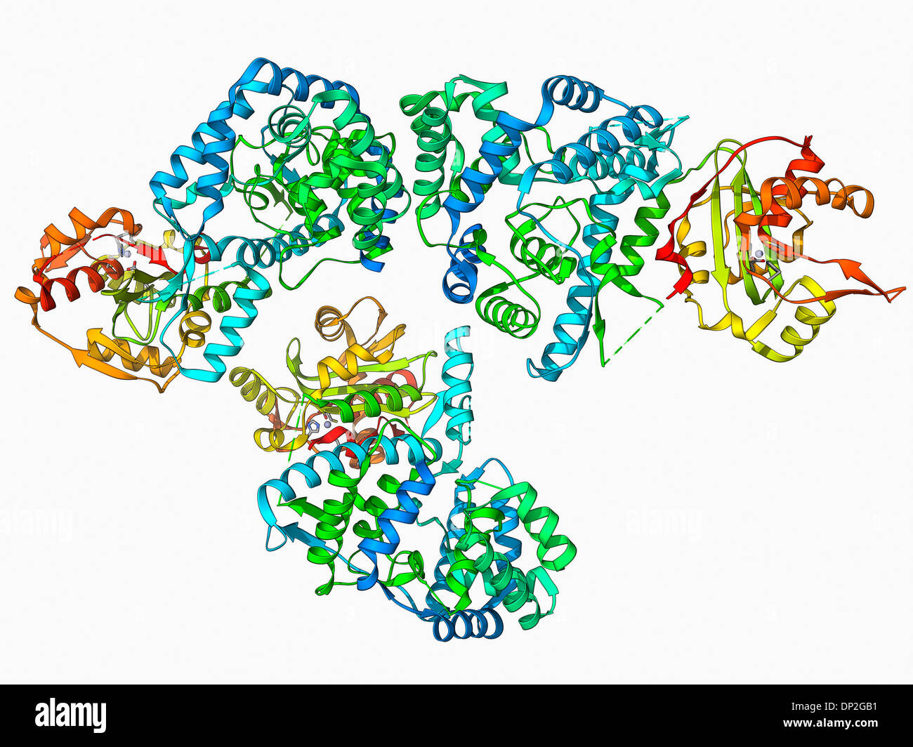 Lassa Virus Nukleokapsid protein Stockfoto