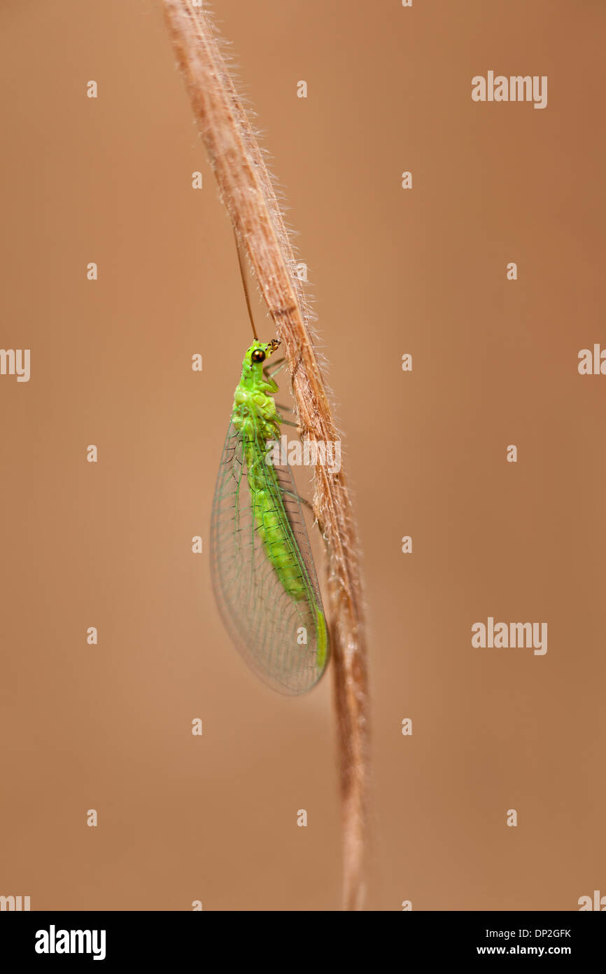 Grüne Florfliege auf einen Strohhalm Stockfoto