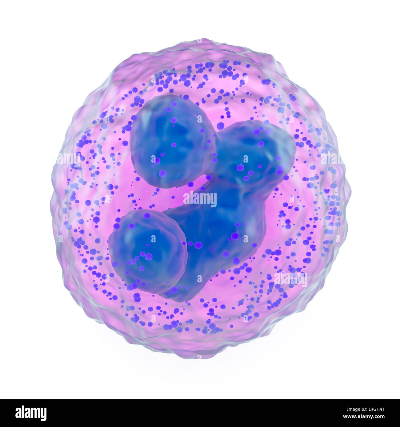 Basophil weißer Blutkörperchen, artwork Stockfoto