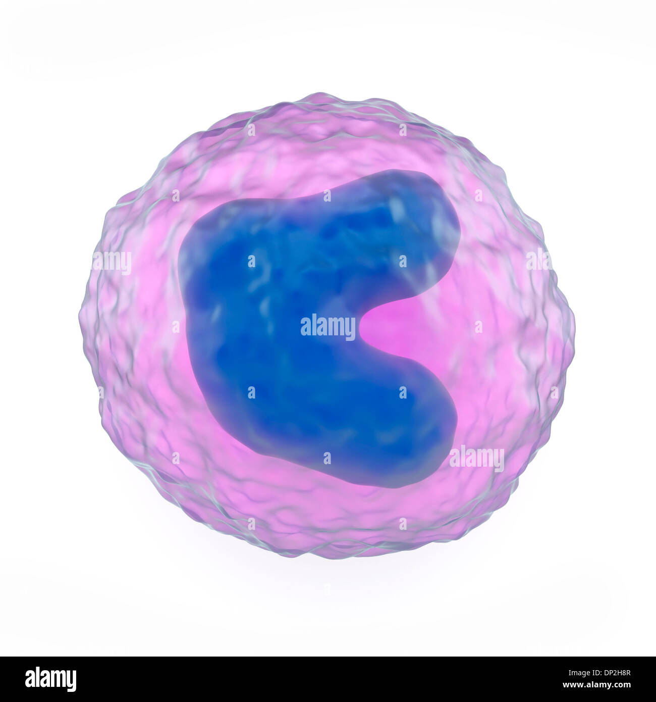 Monocyte weißer Blutkörperchen, artwork Stockfoto